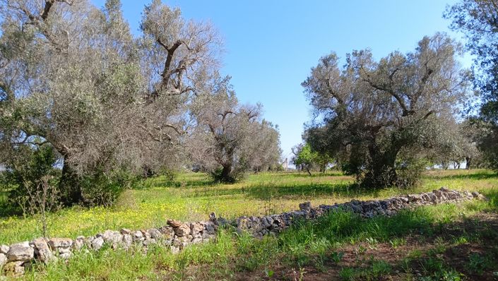 Image No.23-Propriété de 1 chambre à vendre à San Vito dei Normanni