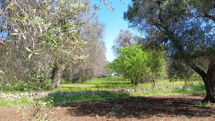 Image No.24-Propriété de 1 chambre à vendre à San Vito dei Normanni