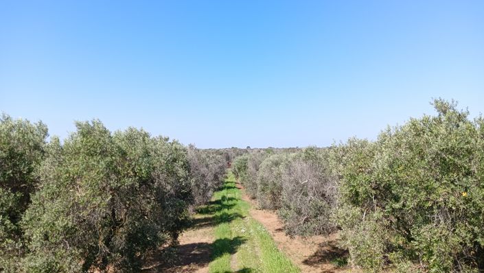 Image No.25-Propriété de 1 chambre à vendre à San Vito dei Normanni