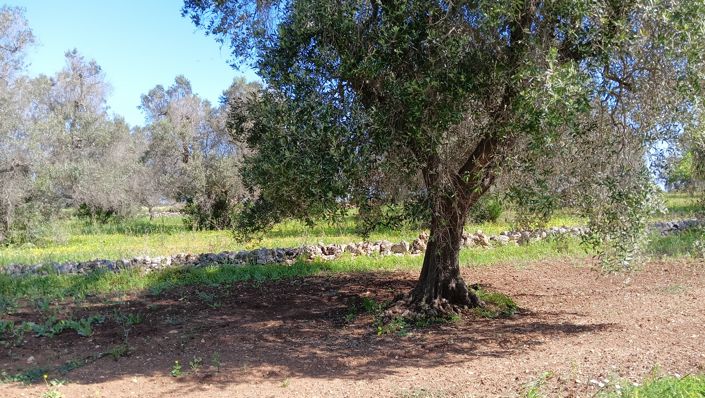 Image No.26-Propriété de 1 chambre à vendre à San Vito dei Normanni