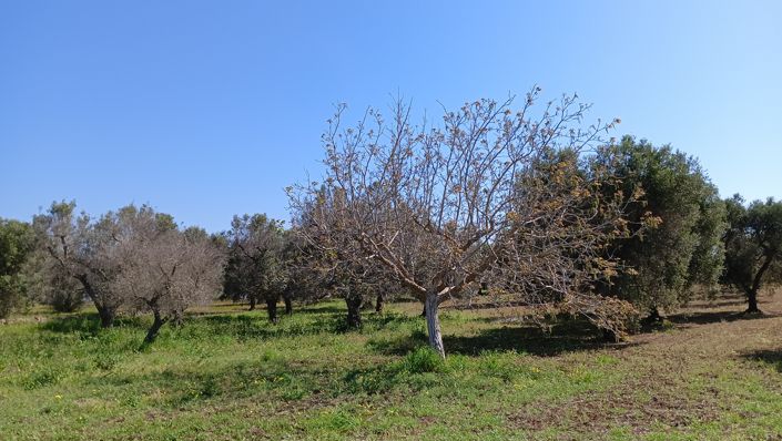 Image No.27-Propriété de 1 chambre à vendre à San Vito dei Normanni