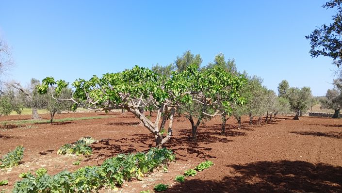 Image No.14-Propriété de 1 chambre à vendre à San Vito dei Normanni