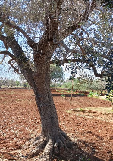 Image No.15-Propriété de 1 chambre à vendre à San Vito dei Normanni