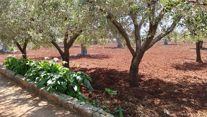 Image No.16-Propriété de 1 chambre à vendre à San Vito dei Normanni