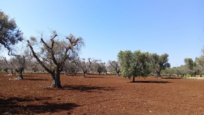 Image No.18-Propriété de 1 chambre à vendre à San Vito dei Normanni