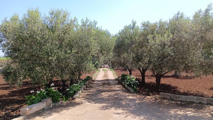 Image No.19-Propriété de 1 chambre à vendre à San Vito dei Normanni