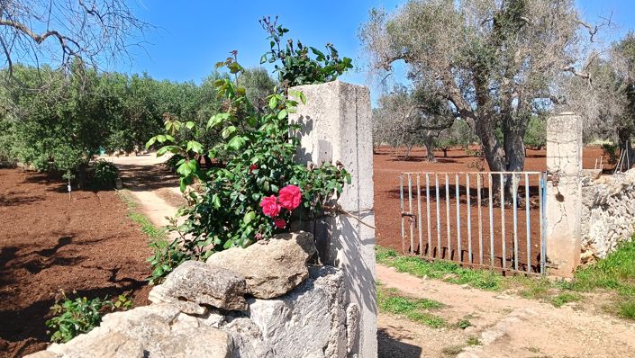 Image No.2-Propriété de 1 chambre à vendre à San Vito dei Normanni