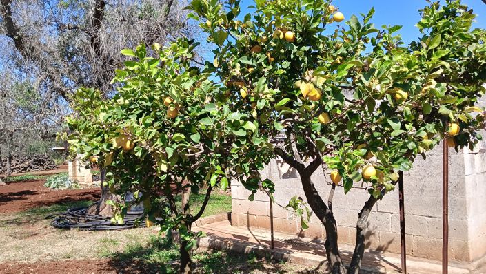 Image No.3-Propriété de 1 chambre à vendre à San Vito dei Normanni