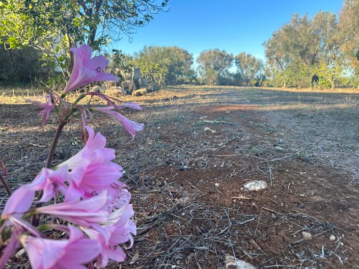 Image No.4-Propriété de 1 chambre à vendre à San Vito dei Normanni