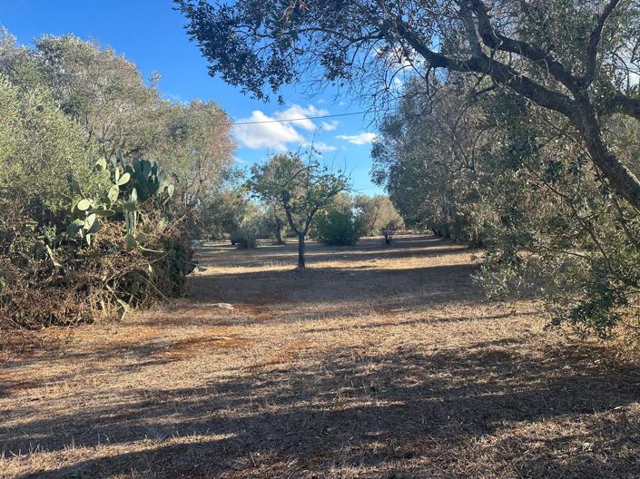 Image No.7-Propriété de 1 chambre à vendre à San Vito dei Normanni