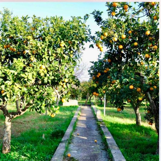 Image No.32-Propriété de 7 chambres à vendre à Oria