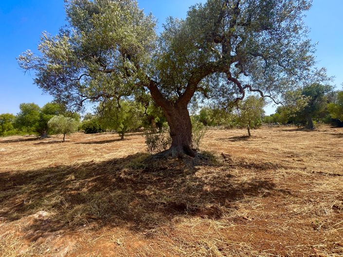 Image No.9-3 Bed Property for sale