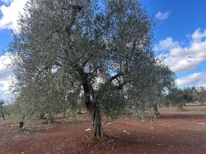 Image No.9-Propriété de 2 chambres à vendre à San Vito dei Normanni