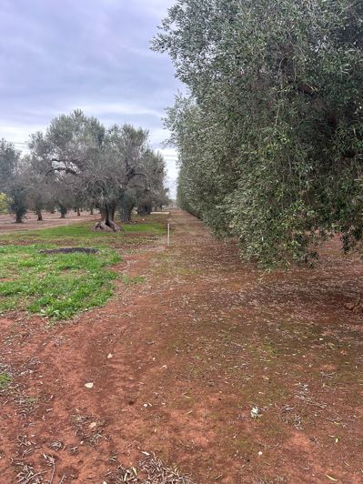 Image No.7-Propriété de 2 chambres à vendre à San Vito dei Normanni