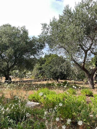 Image No.17-Ferme de 2 chambres à vendre à Ostuni
