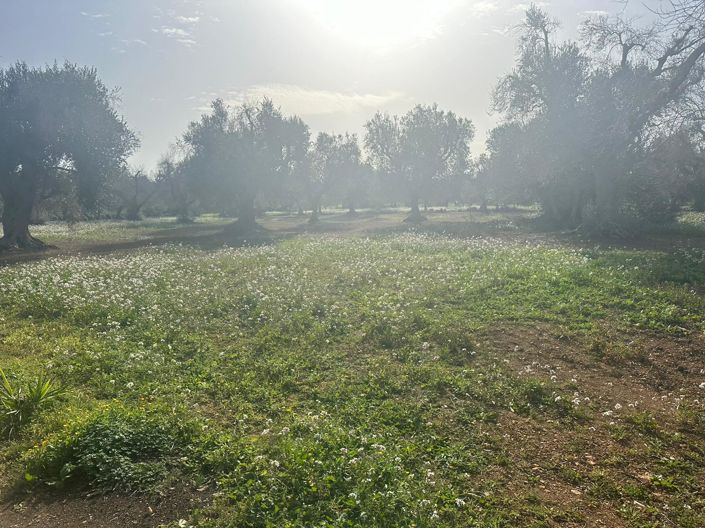 Image No.12-Propriété de 2 chambres à vendre à San Vito dei Normanni