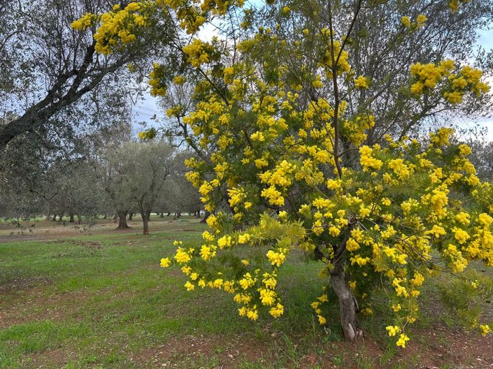 Image No.5-Propriété de 2 chambres à vendre à San Michele Salentino