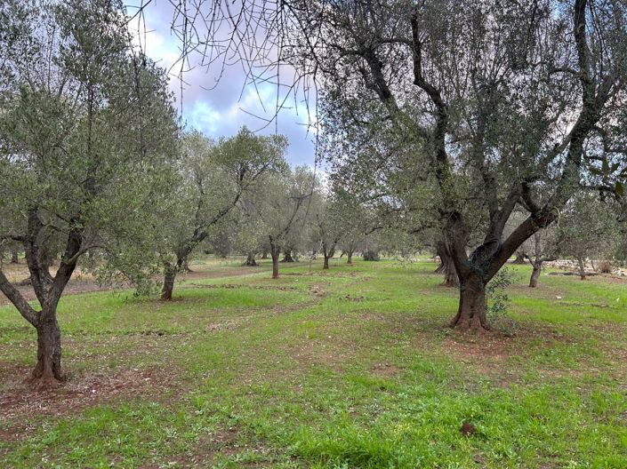 Image No.8-Propriété de 2 chambres à vendre à San Michele Salentino