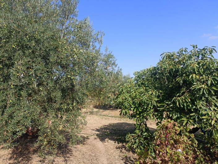 Image No.32-Finca de 4 chambres à vendre à Alhaurín el Grande