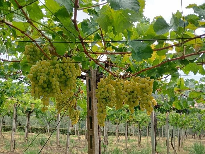 Image No.31-Maison de campagne de 2 chambres à vendre à Loreto Aprutino