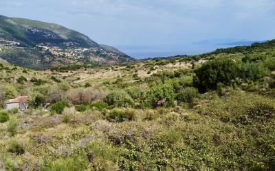 Agonas-Olive-Grove-with-Sea-Views-For-Sale-3