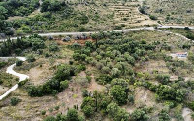Agonas-Olive-Grove-with-Sea-Views-For-Sale-11