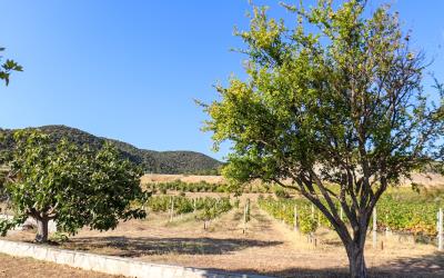 Mikri-Volvi-Vineyard-Villa-By-The-Lake-3