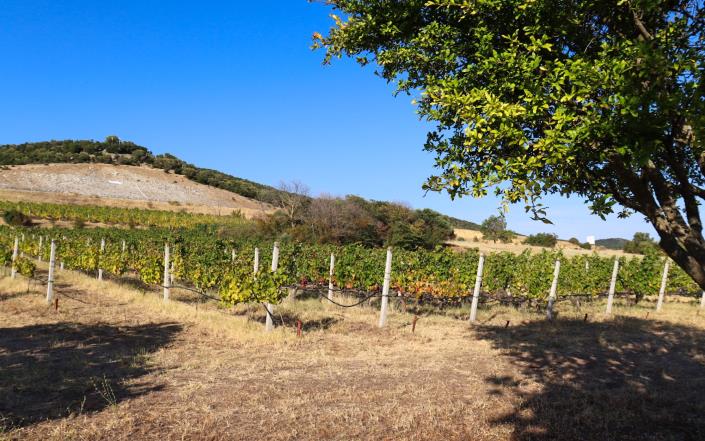 Image No.3-Vignoble de 4 chambres à vendre à Rentina