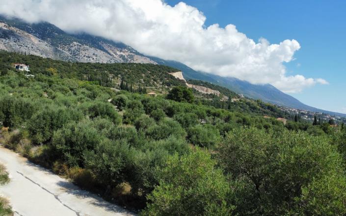 Image No.2-Terrain à vendre à Mousata