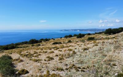 Platies-Amazing-Panoramic-Plot-6