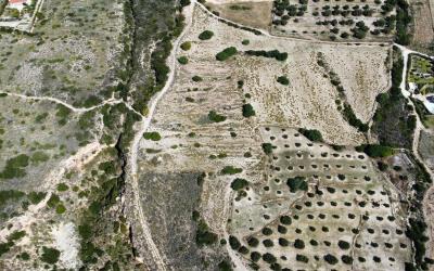 Platies-Amazing-Panoramic-Plot-5