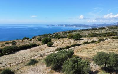 Platies-Amazing-Panoramic-Plot-10