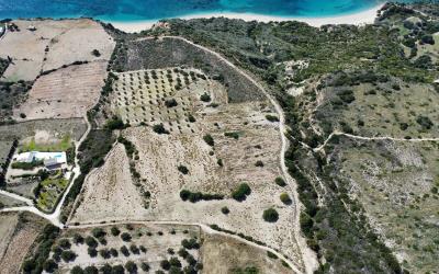 Platies-Amazing-Panoramic-Plot-11