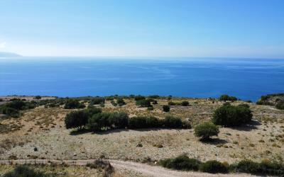 Platies-Amazing-Panoramic-Plot-13