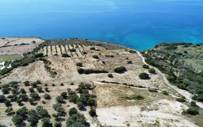 Platies-Amazing-Panoramic-Plot-15