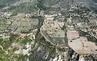 Platies-Amazing-Panoramic-Plot-14