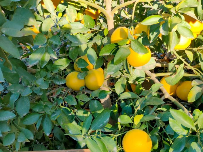 Image No.34-4 Bed House for sale