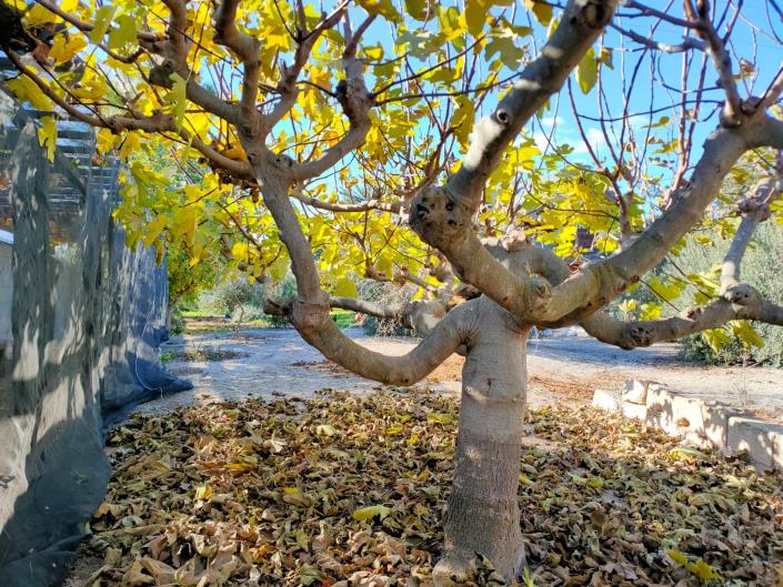 Image No.36-4 Bed House for sale