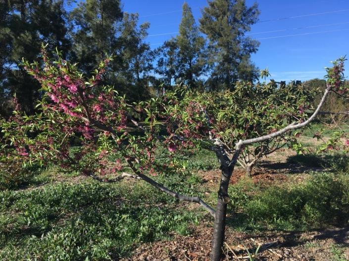 Image No.40-4 Bed House for sale