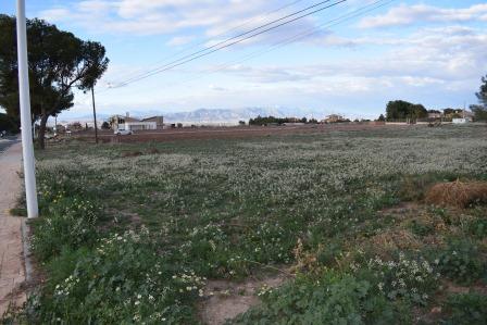 Image No.4-Terrain à vendre à Purias