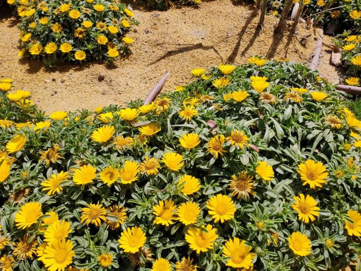 Image No.23-Appartement de 1 chambre à vendre à San Juan De Los Terreros