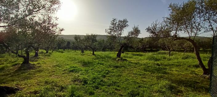 Image No.3-Terrain à vendre à Crète