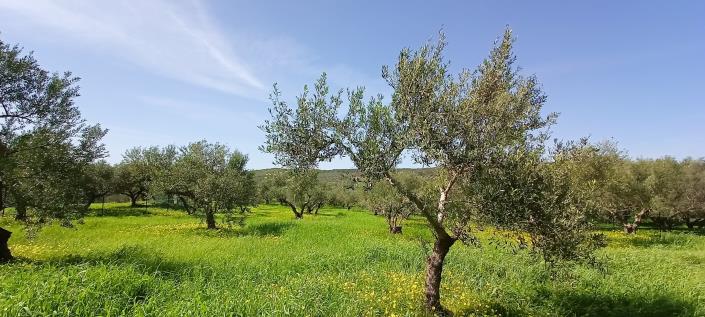 Image No.9-Terrain à vendre à Crète