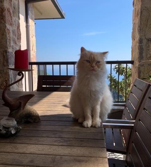 Image No.41-7 Bed Villa / Detached for sale