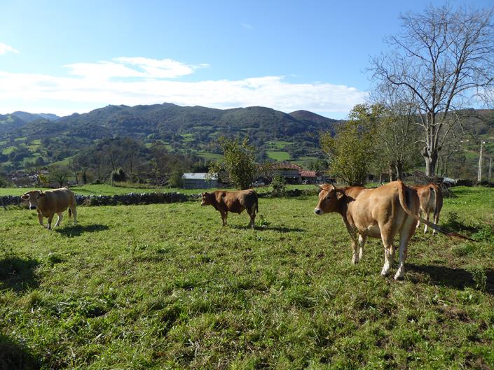 Image No.13-6 Bed Farmhouse for sale