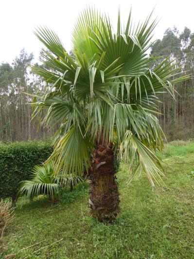 Image No.36-Appartement de 2 chambres à vendre à Pravia