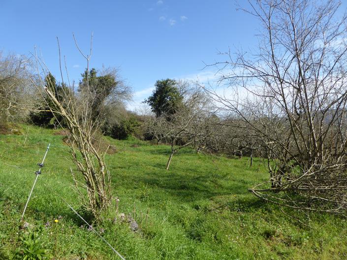 Image No.54-Propriété de pays de 4 chambres à vendre à Grado
