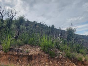 V555-terreno-agricolo-panoramico-a-5-km-dal-centro-abitato-di-Cefalu---3-