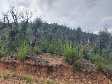 V555-terreno-agricolo-panoramico-a-5-km-dal-centro-abitato-di-Cefalu---2-