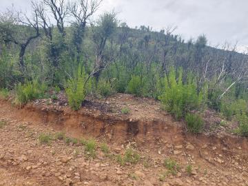 V555-terreno-agricolo-panoramico-a-5-km-dal-centro-abitato-di-Cefalu---4-